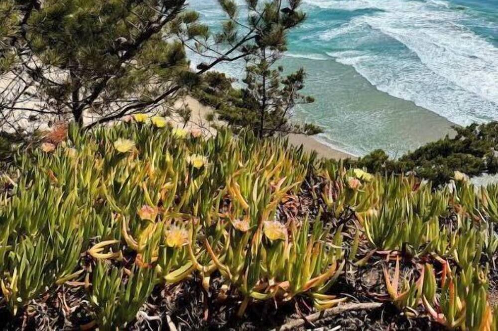 Photo of Others in Half Moon Bay