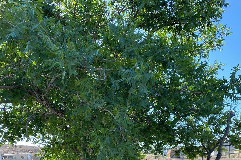 Photo of Outdoor in Goldfield