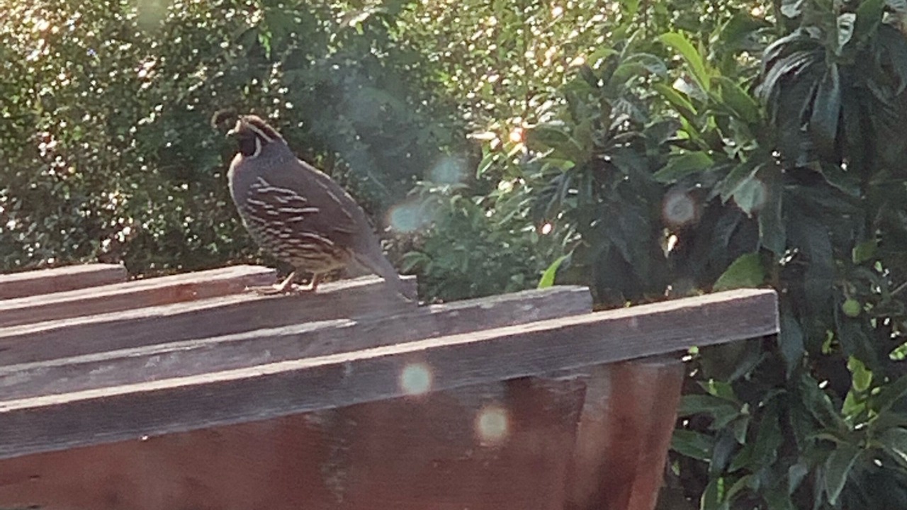 Photo of Outdoor in Lagunitas-Forest Knolls