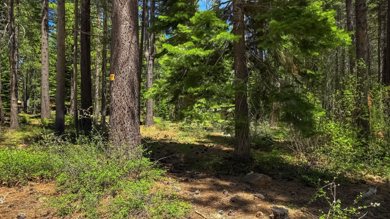 Photo of Outdoor in North Upper Truckee