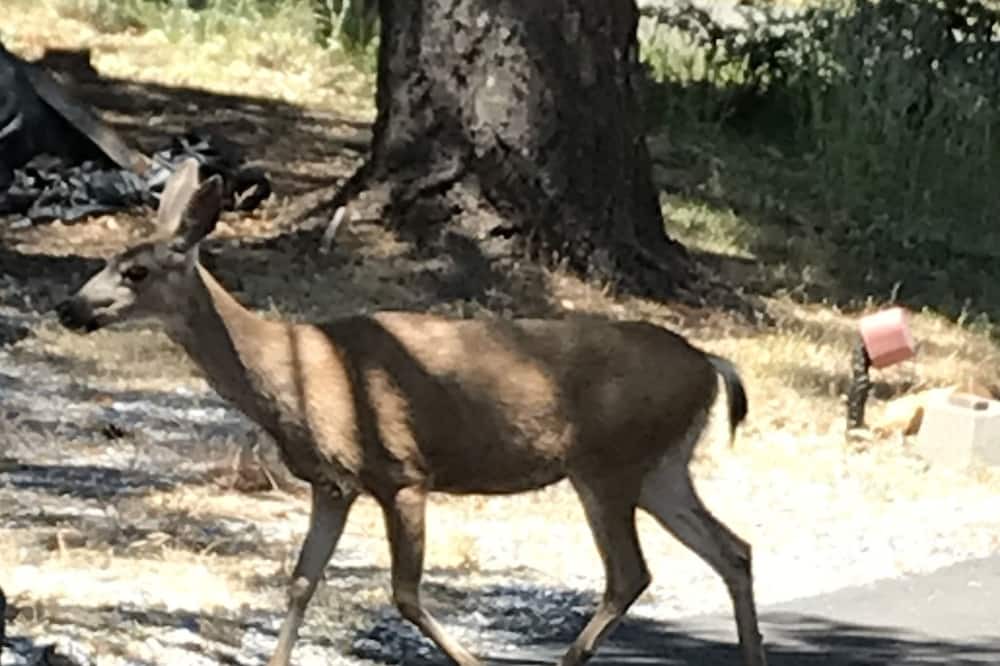 Photo of Outdoor in Apple Hill
