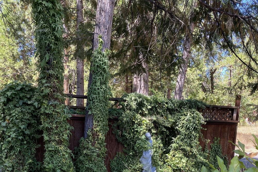 Photo of Outdoor in Apple Hill
