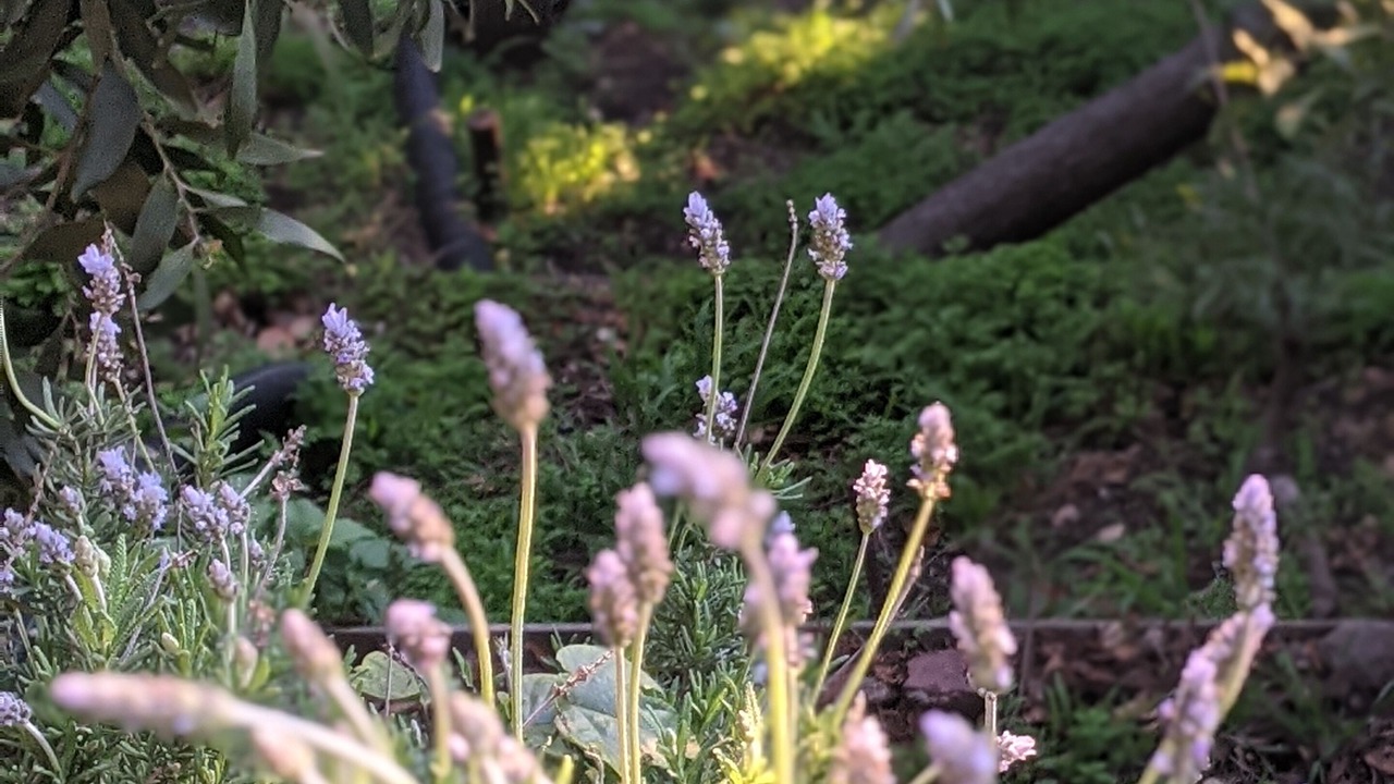 Photo of Outdoor in Berkeley Hills