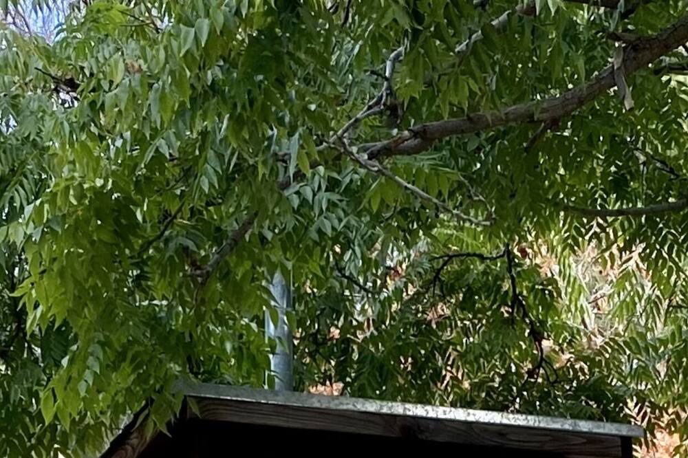 Photo of Others in Springville