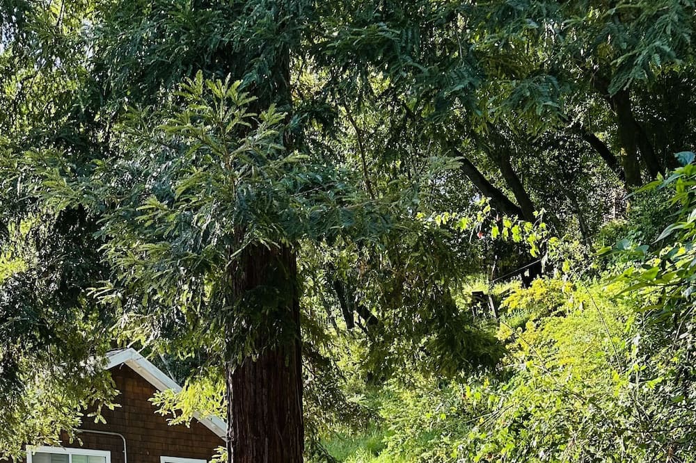 Photo of Outdoor in San Anselmo