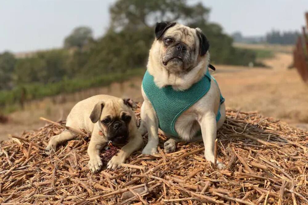 Photo of Others in Napa