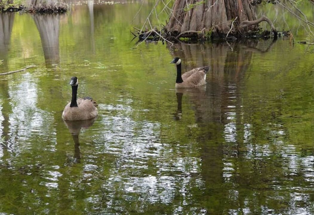 Photo of Outdoor in Niles District