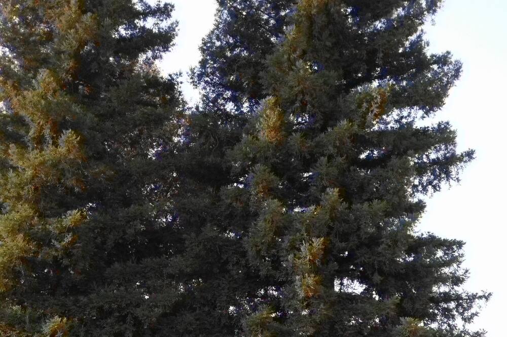 Photo of Outdoor in Woodlake
