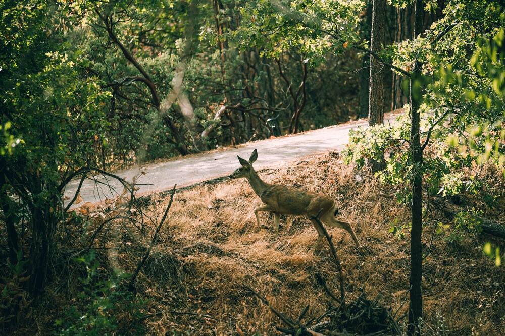 Photo of Outdoor in North Fork