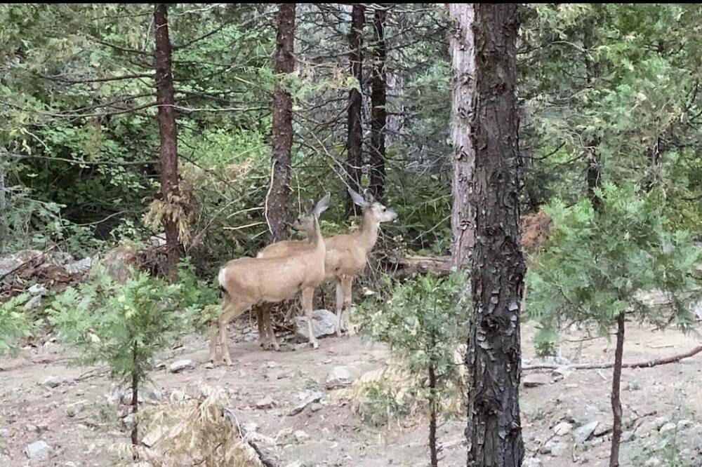 Photo of Outdoor in Shaver Lake