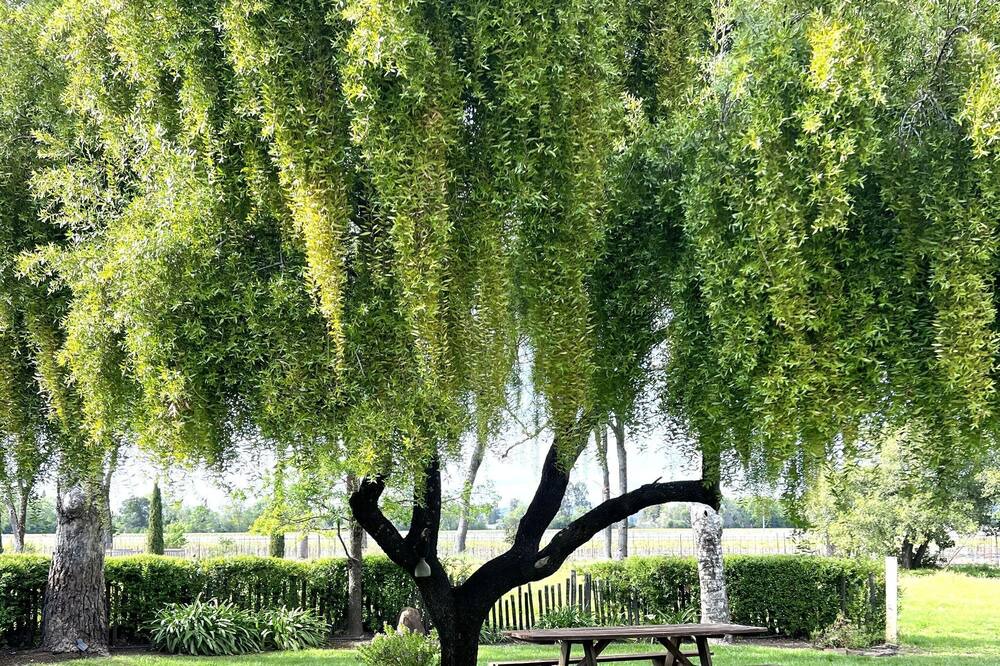 Photo of Outdoor in Santa Rosa
