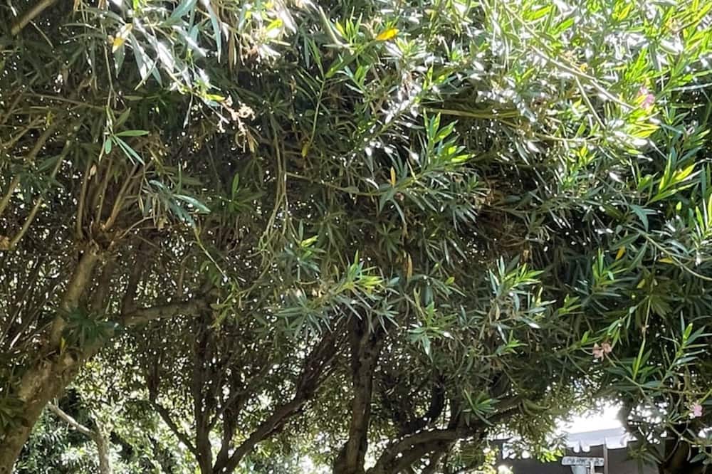 Photo of Outdoor in Dinuba
