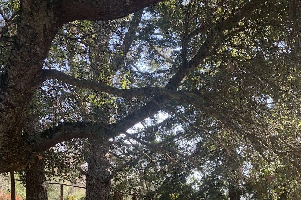 Photo of Outdoor in Los Gatos