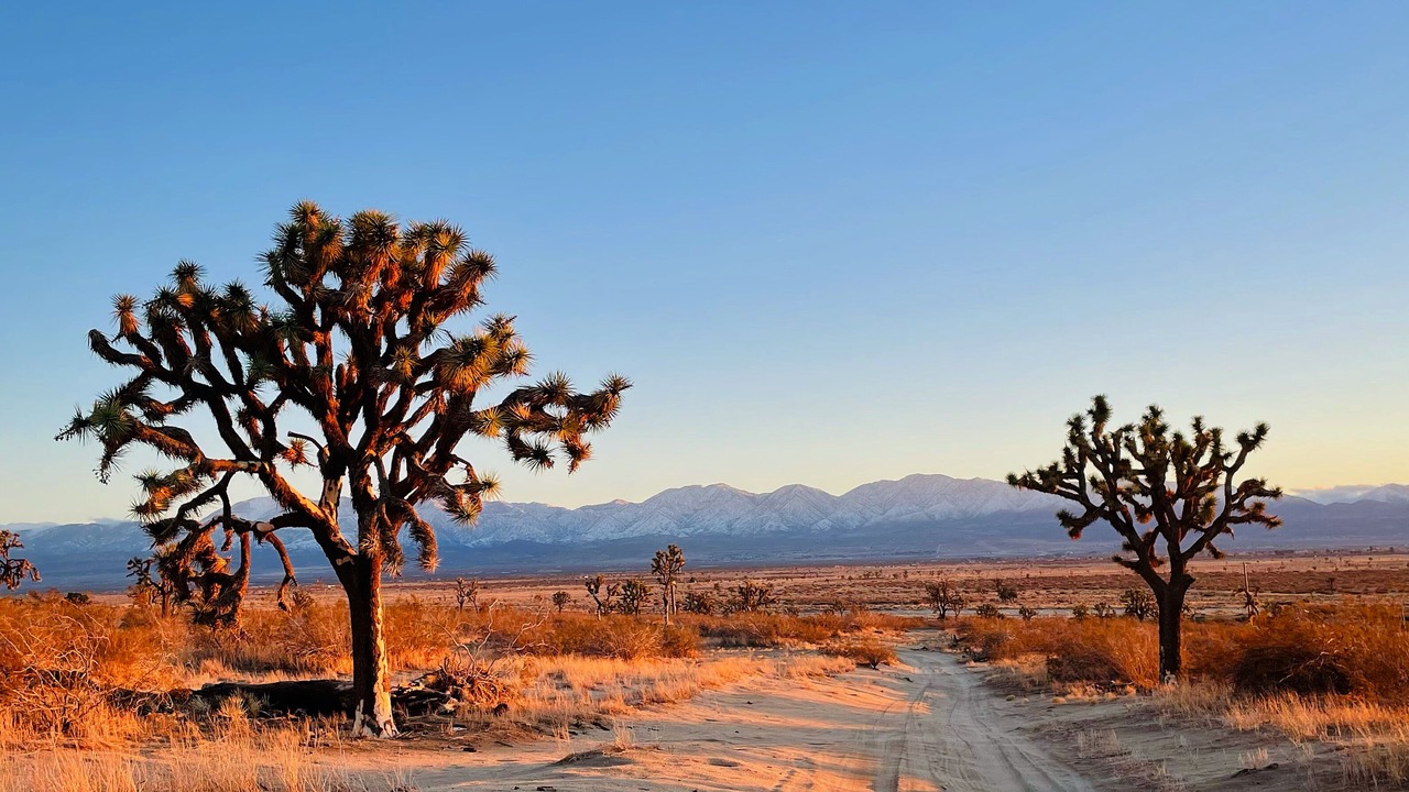 Photo of Others in Palmdale