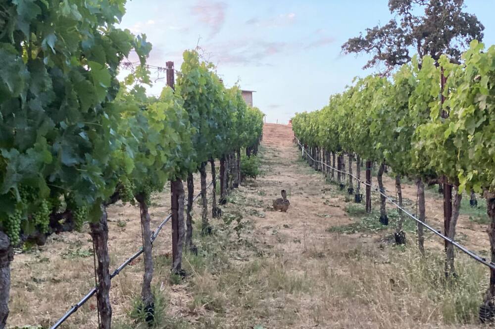 Photo of Outdoor in Napa