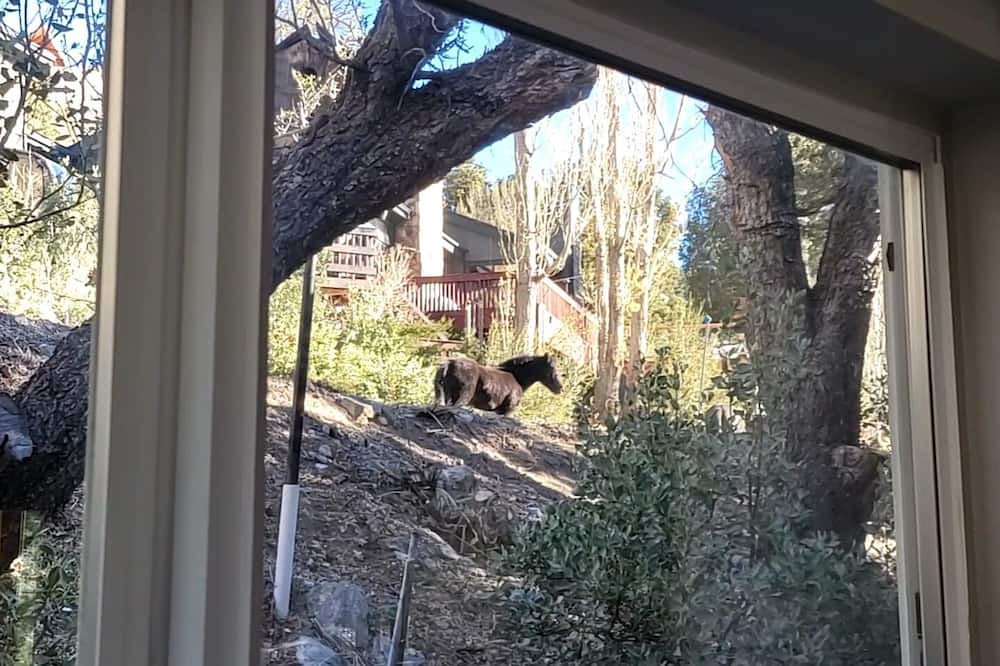Photo of Others in Mount Charleston