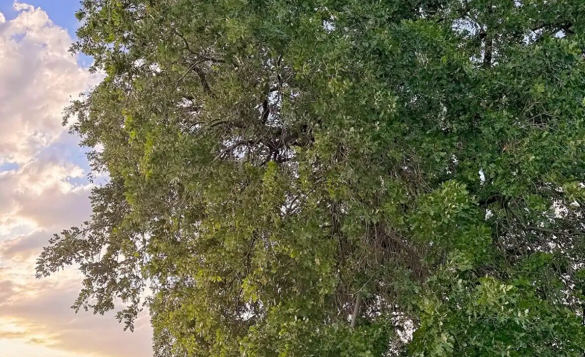 Photo of Others in Visalia