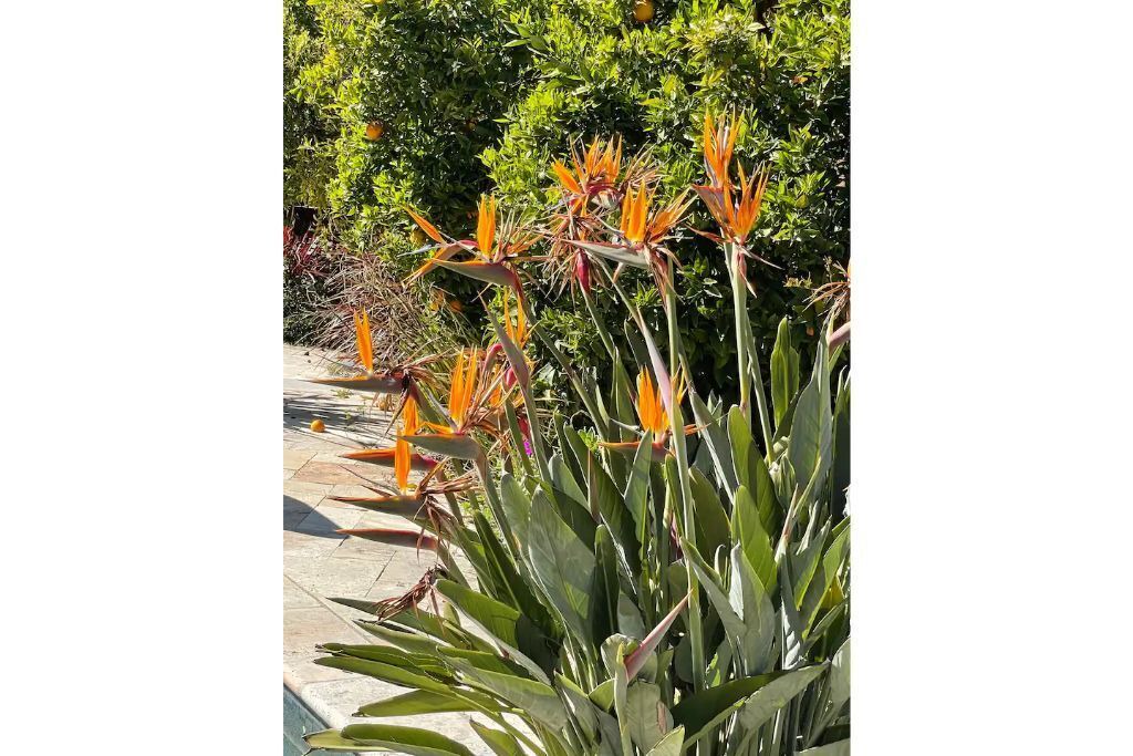 Photo of Others in Sunnyvale West