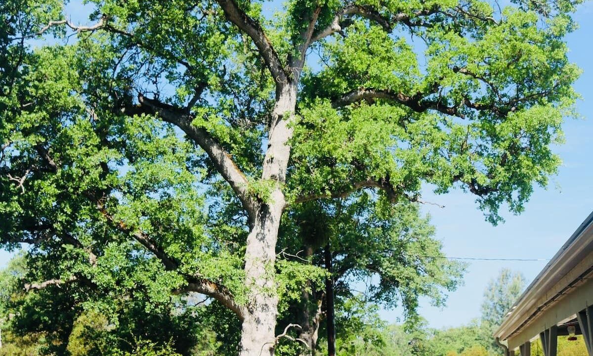 Photo of Outdoor in Coarsegold