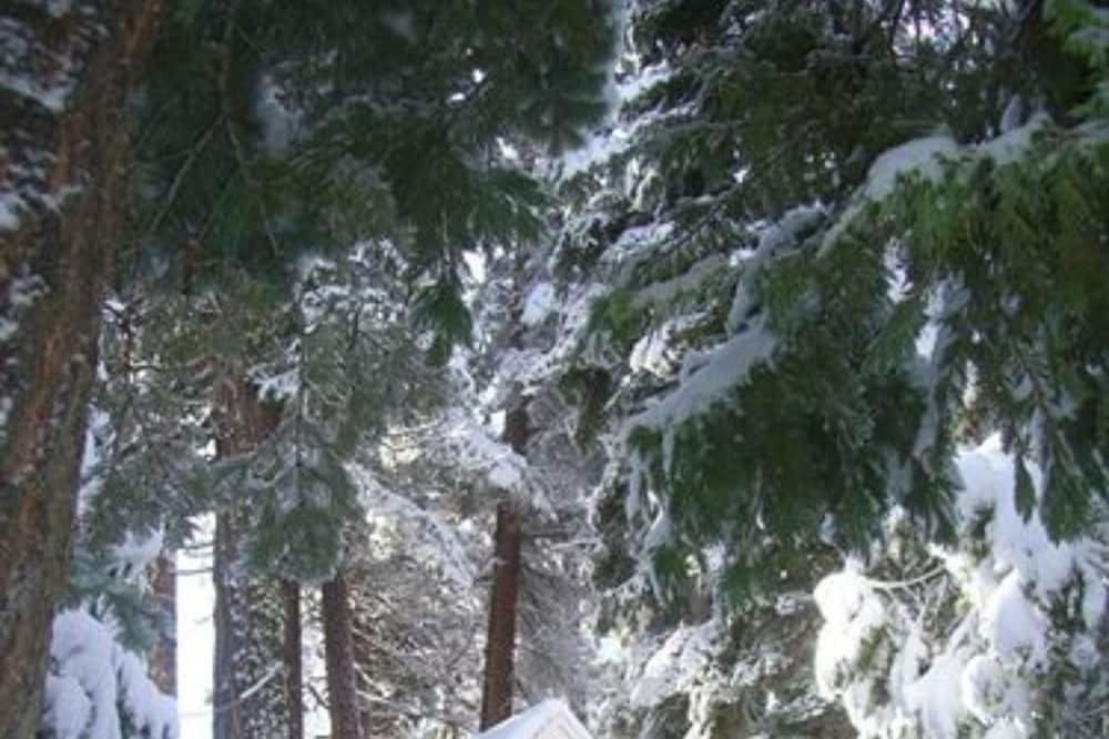 Photo of Outdoor in Tahoma