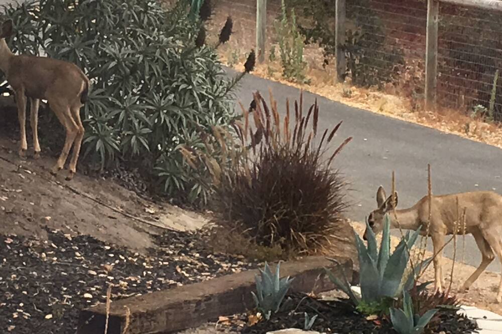 Photo of Others in Arroyo Grande