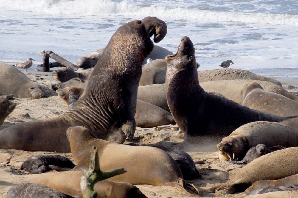 Photo of Others in Half Moon Bay