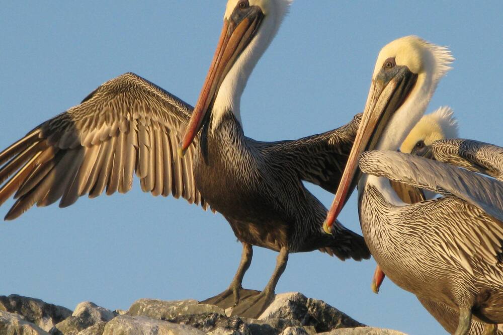 Photo of Others in Park Pacifica