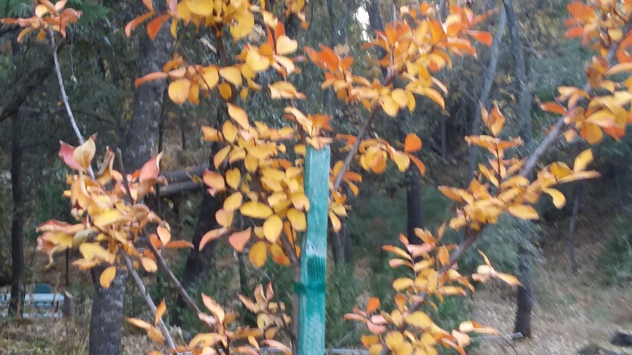 Photo of Outdoor in Coulterville