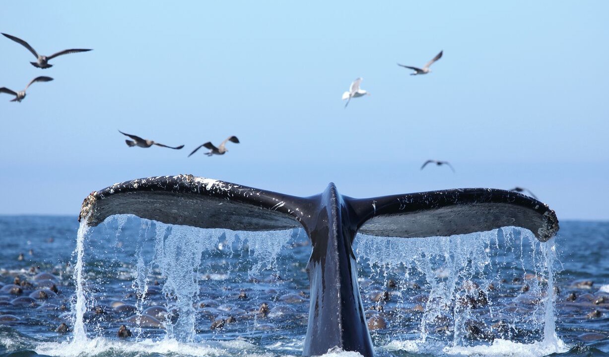Photo of Others in Avila Beach