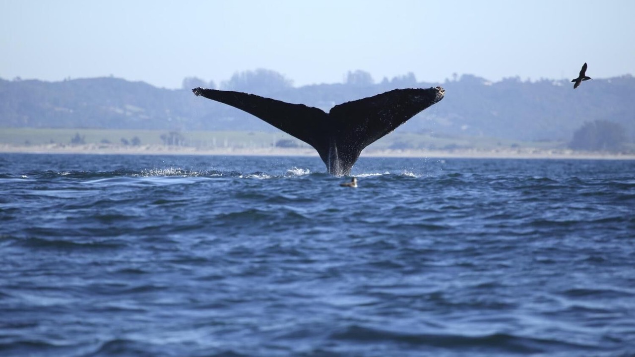 Photo of Others in Old Monterey
