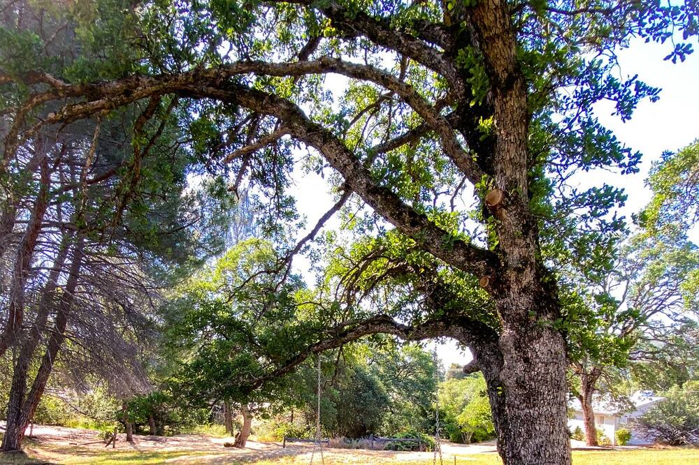 Photo of Outdoor in Mariposa