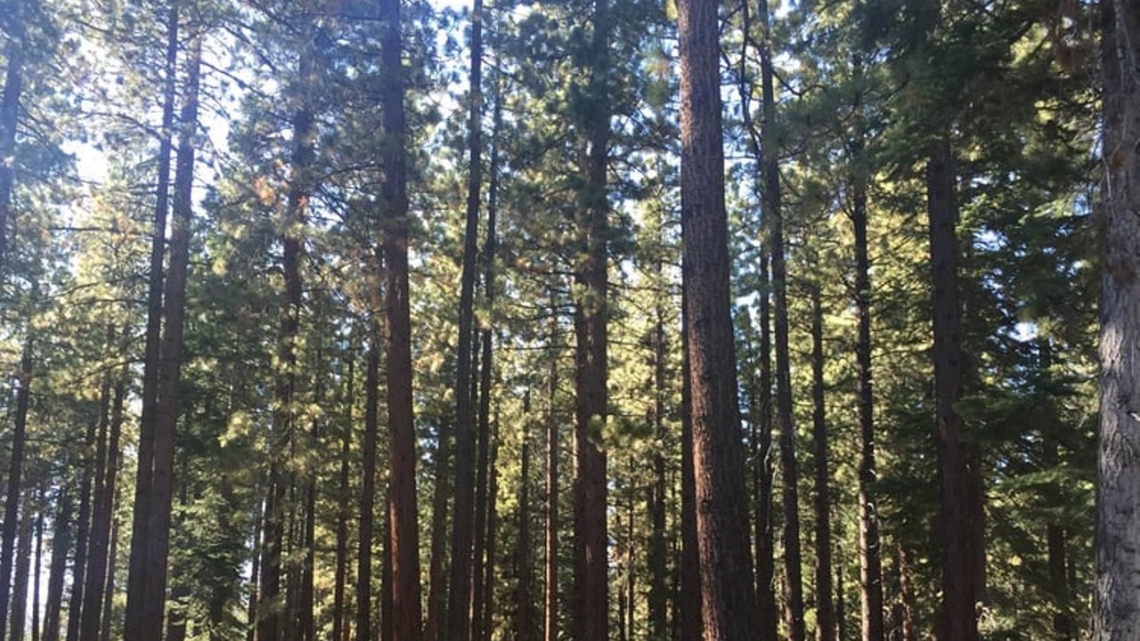 Photo of Outdoor in Incline Village