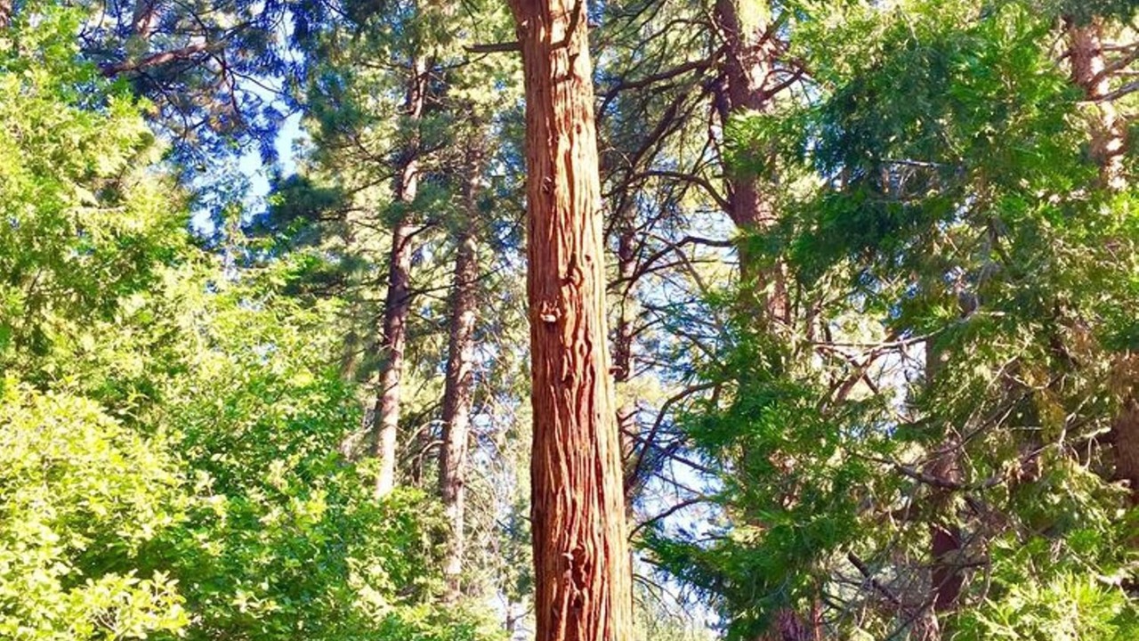 Photo of Outdoor in Incline Village