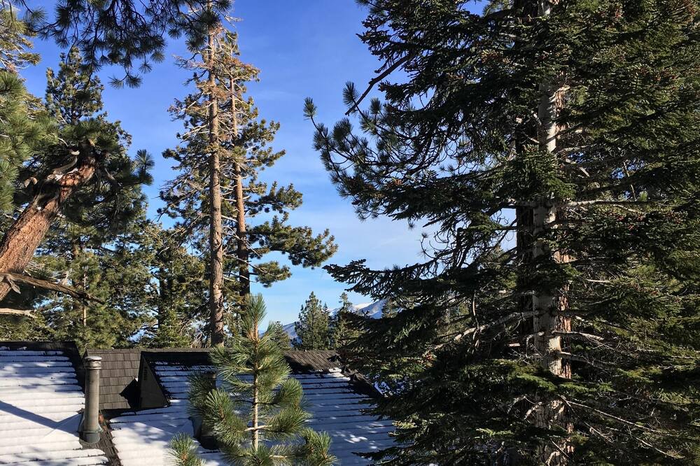 Photo of Others in Majestic Pines
