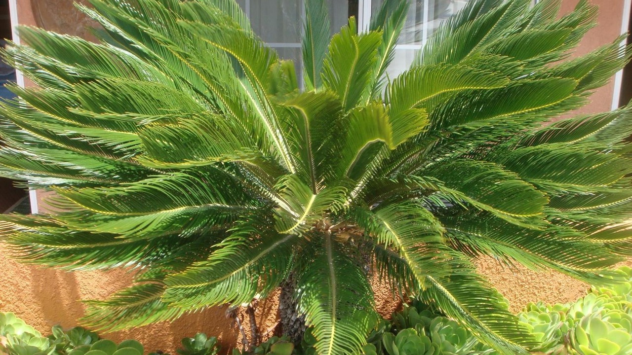 Photo of Outdoor in Los Banos