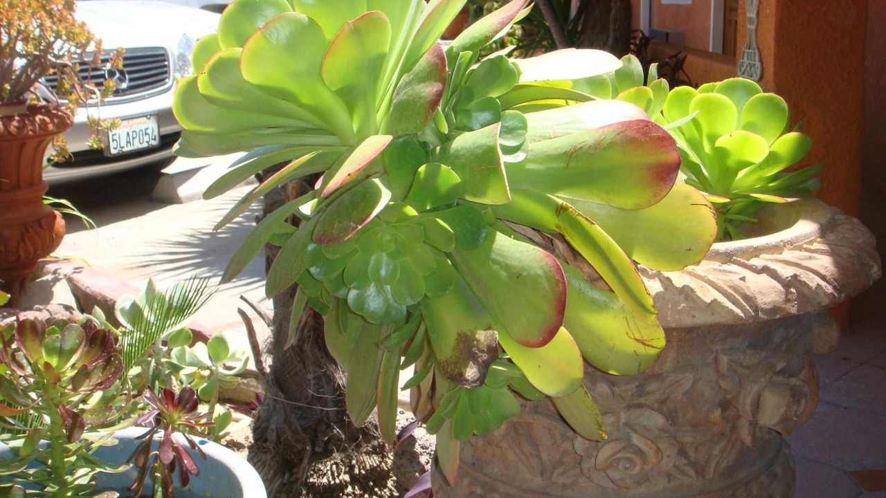 Photo of Outdoor in Los Banos
