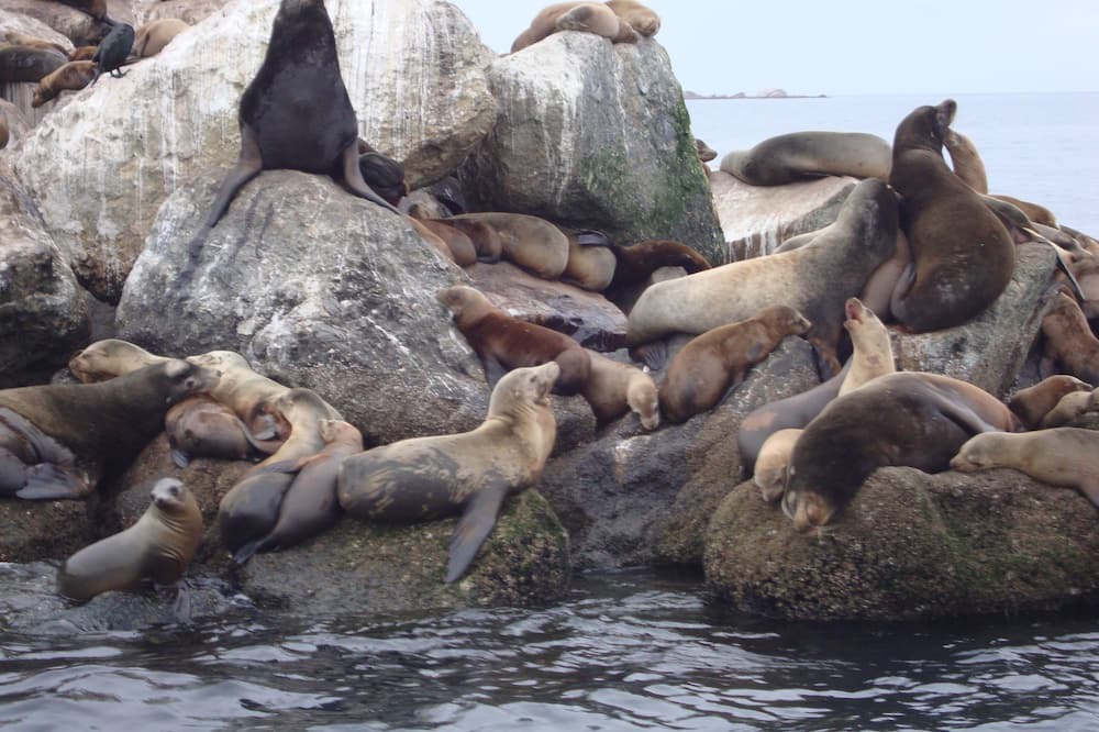 Photo of Others in Downtown Monterey