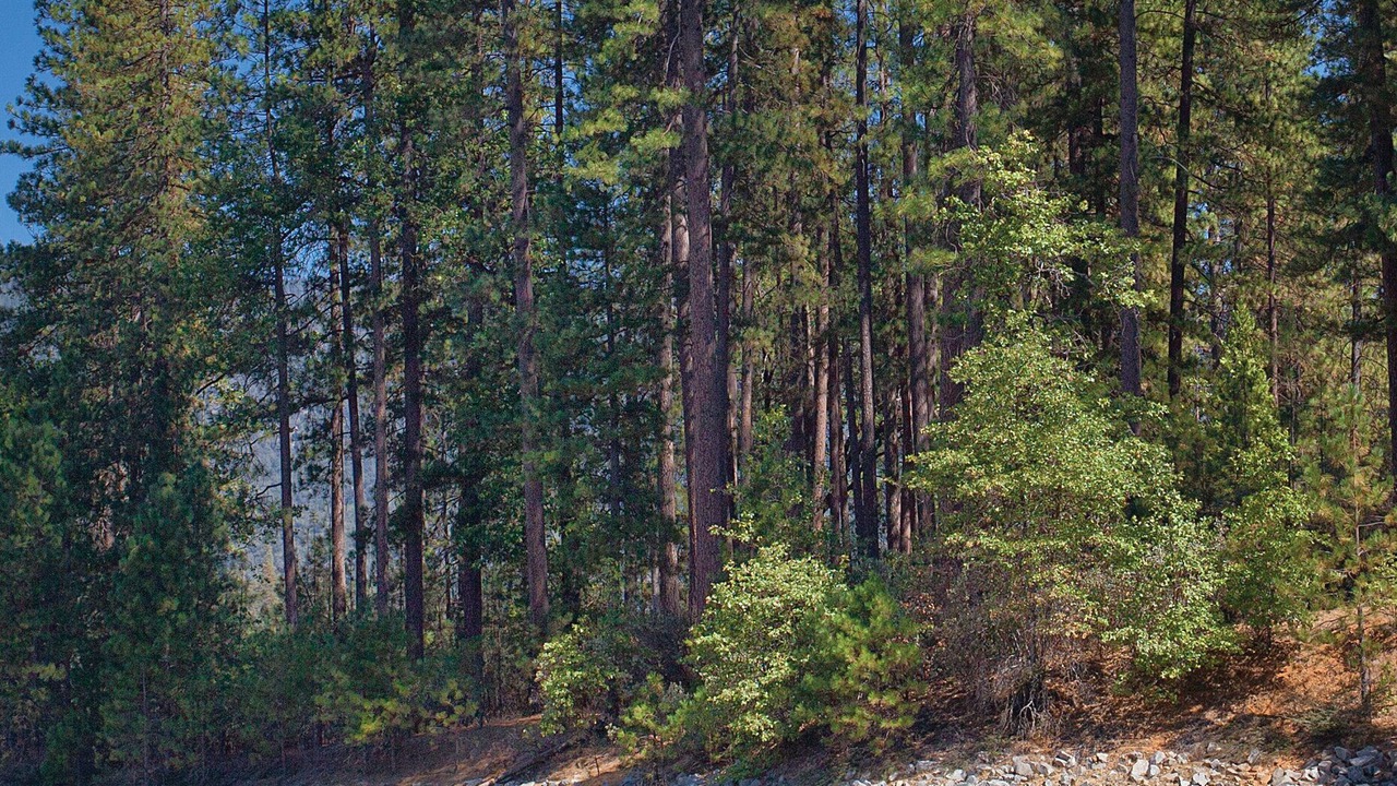 Photo of Outdoor in Bass Lake
