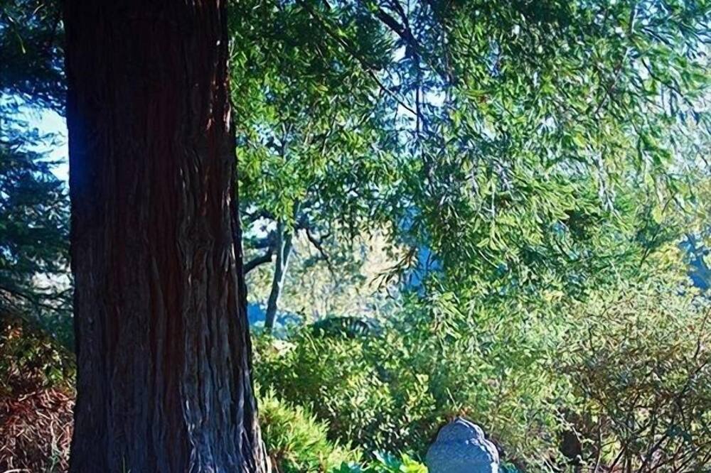 Photo of Others in Carmel Valley