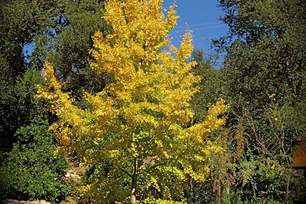 Photo of Others in Carmel Valley