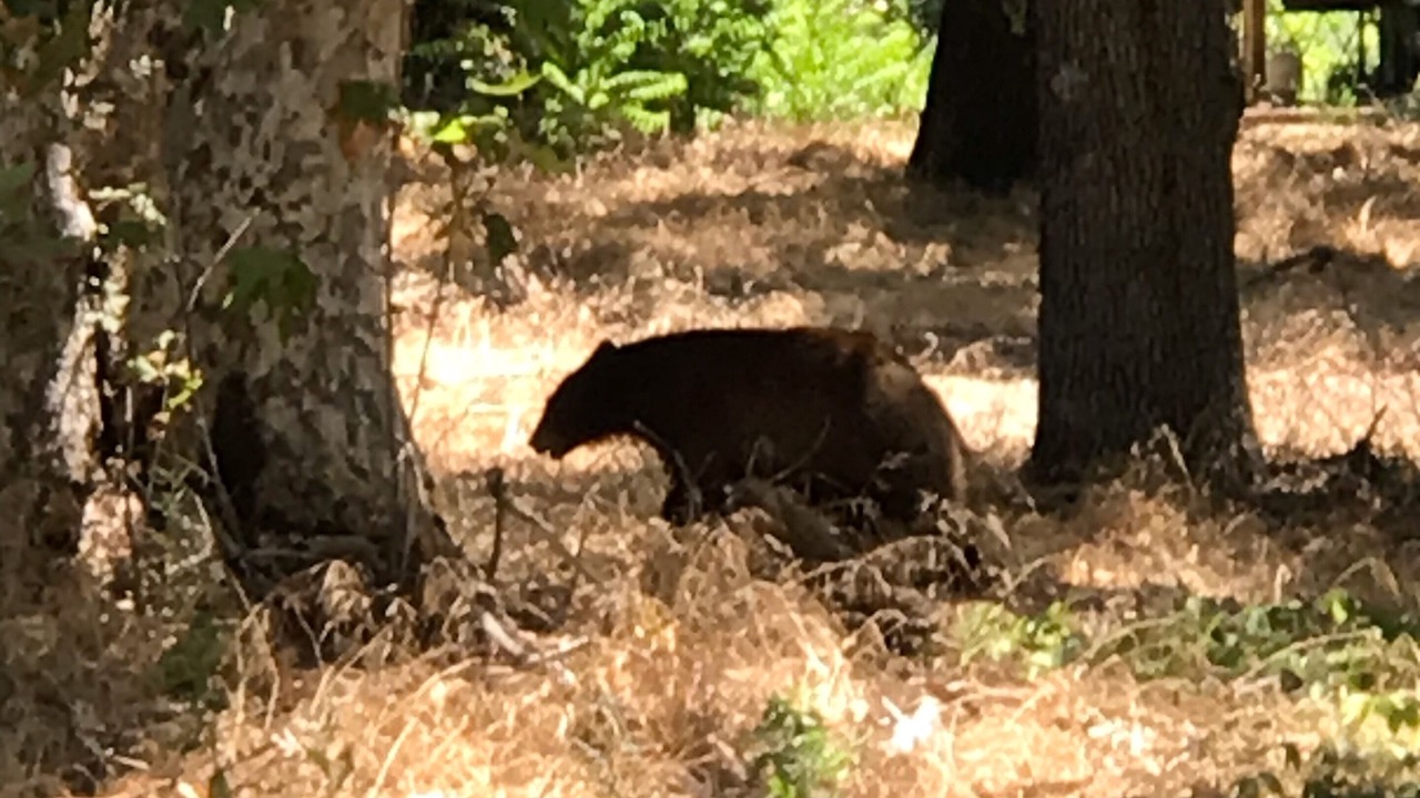 Photo of Outdoor in Kaweah