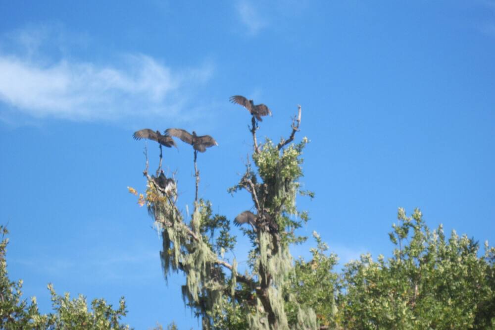Photo of Others in Carmel Valley