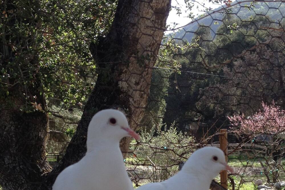 Photo of Others in Carmel Valley
