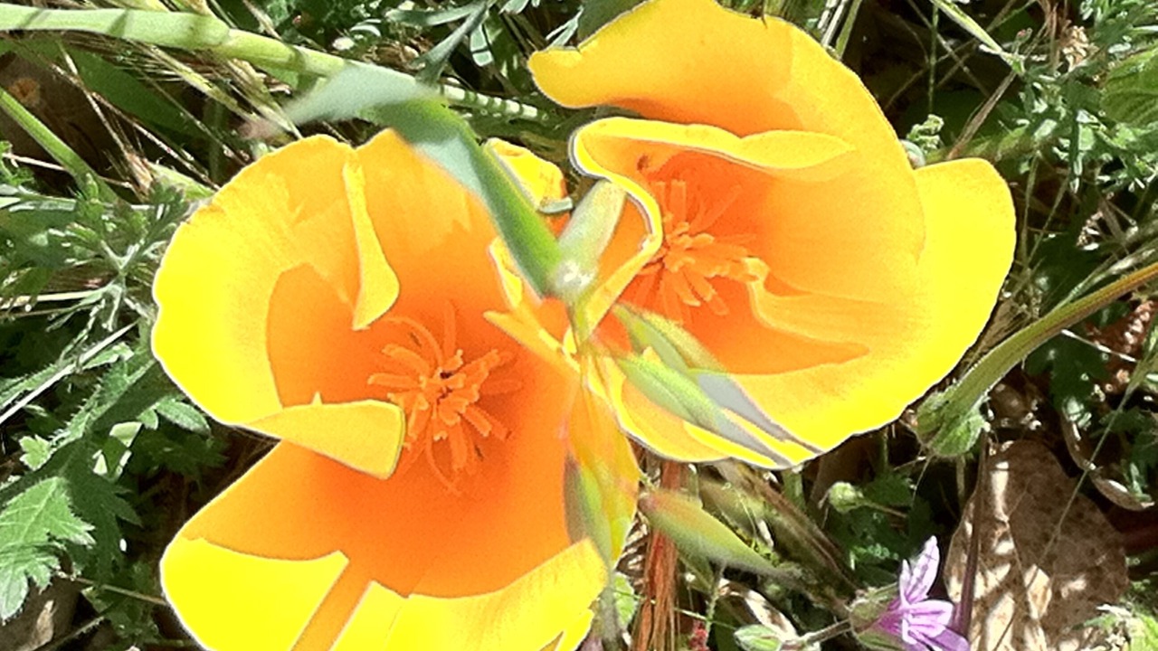Photo of Outdoor in Sonoma