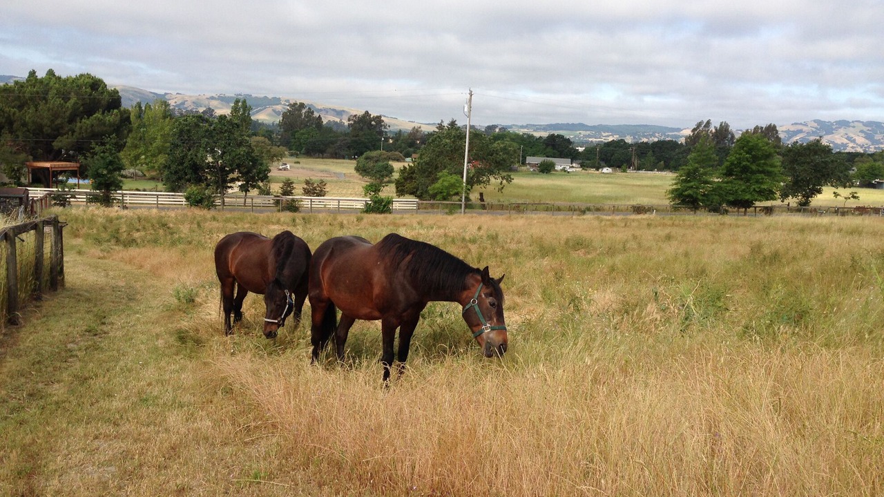 Photo of Outdoor in Sonoma