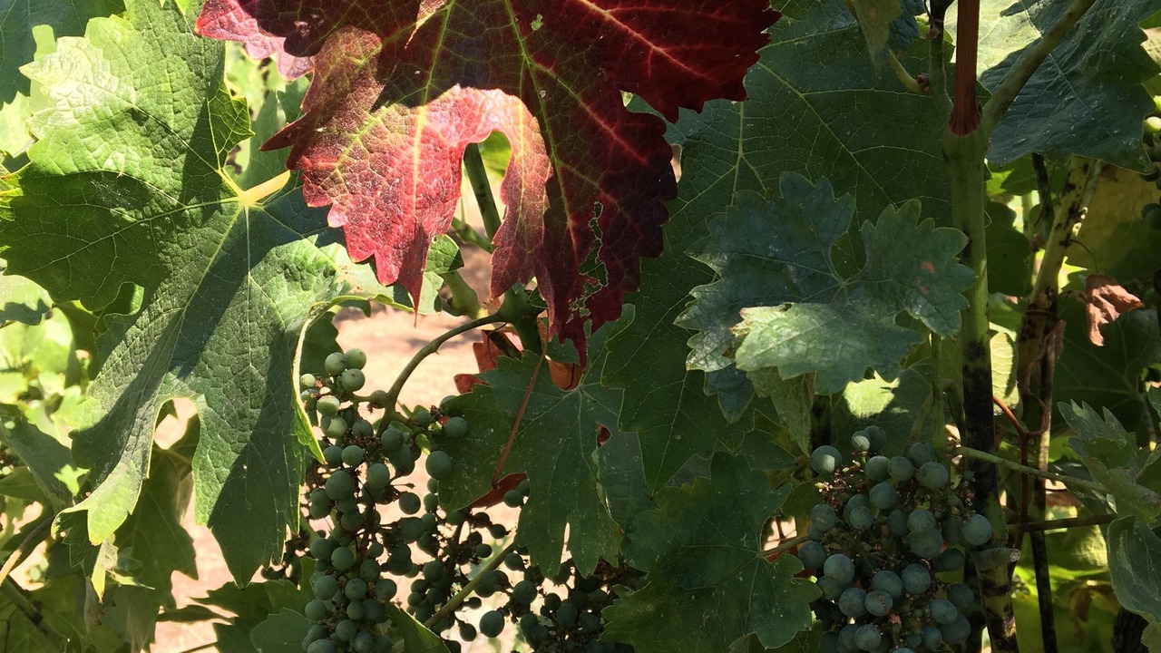 Photo of Outdoor in Sonoma