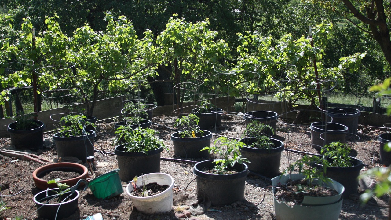 Photo of Outdoor in Sonoma