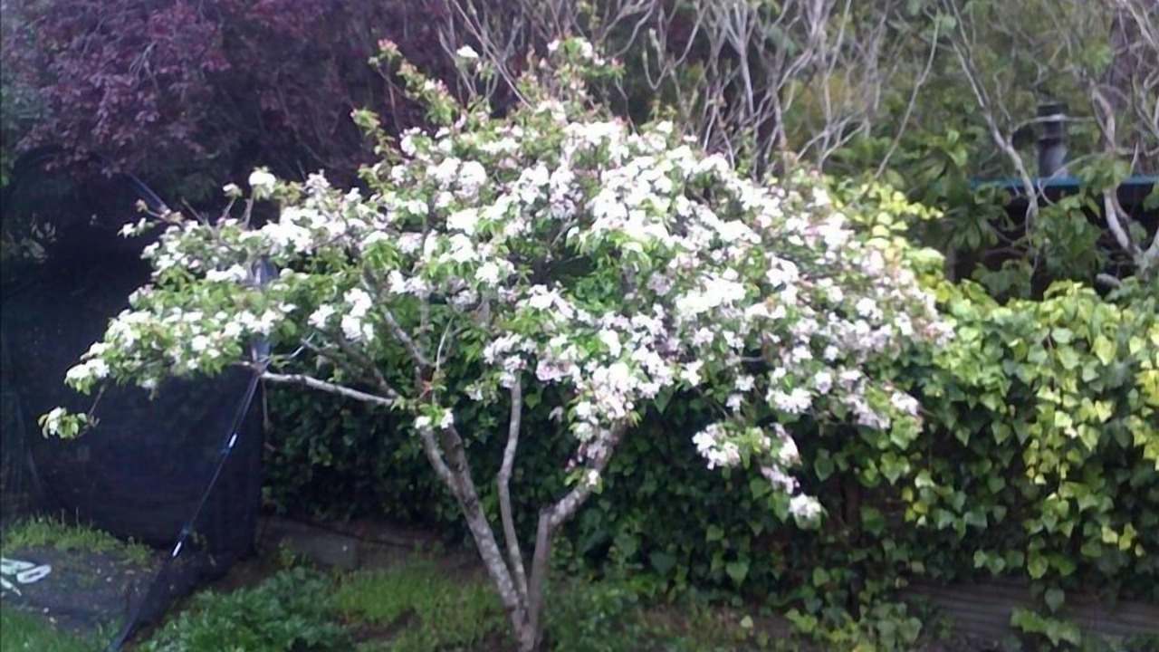 Photo of Outdoor in Carmel Woods