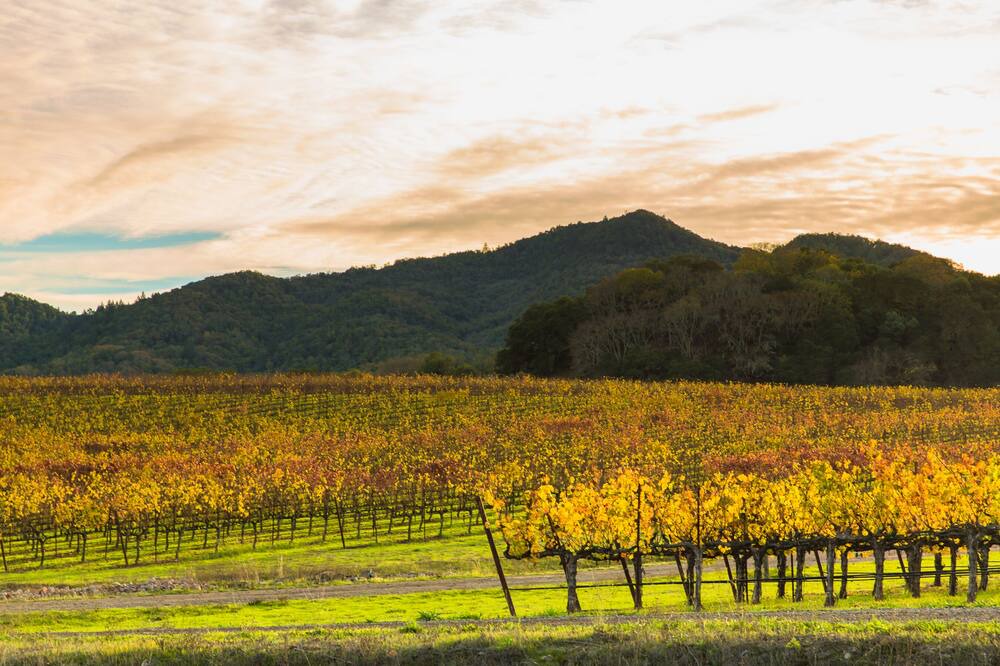 Photo of Others in St. Helena