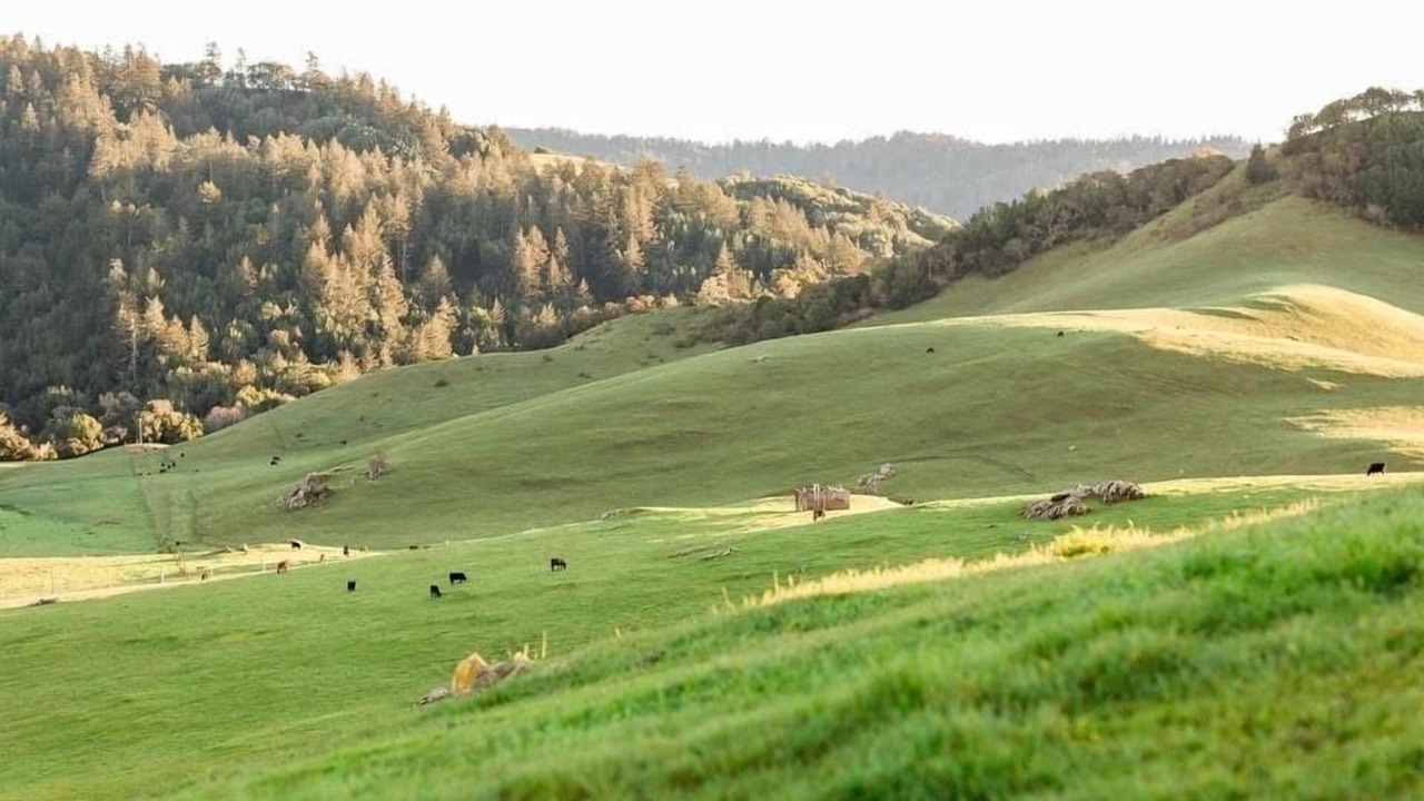 Photo of Others in Nicasio